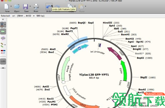 SnapGene分子生物分析软件中文破解版