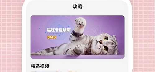 我的猫咪壁纸app高清版