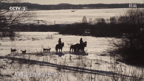 小狐狸TV无广告版