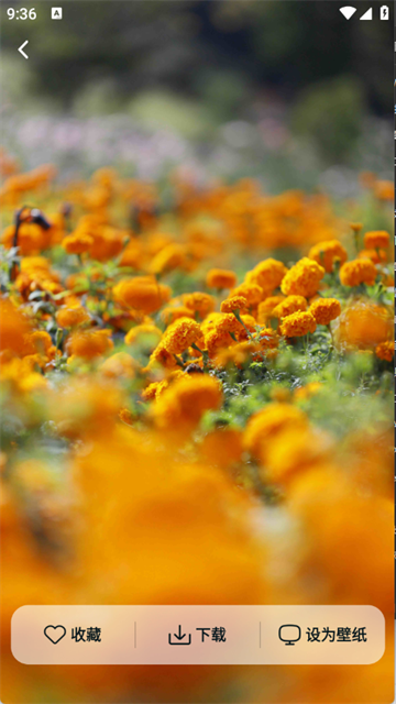 灵蝶壁纸app手机版