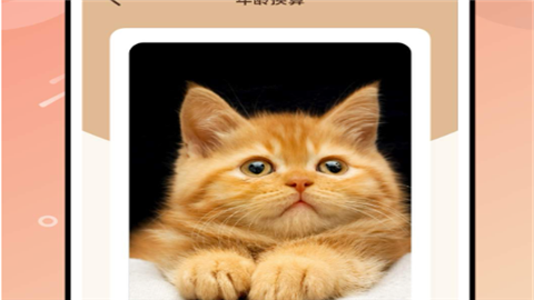 逗猫神器app红外线