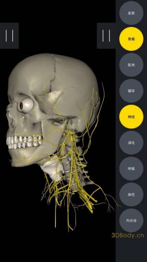 3Dbody解剖学专业版破解