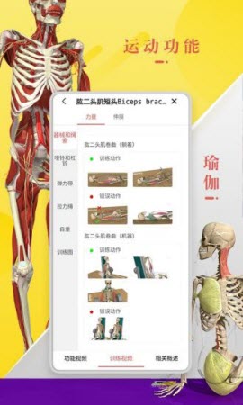 3Dbody解剖学专业版破解