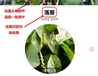 识花君(拍照识别植物)破解版