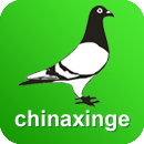中国信鸽信息网在线拍鸽APP