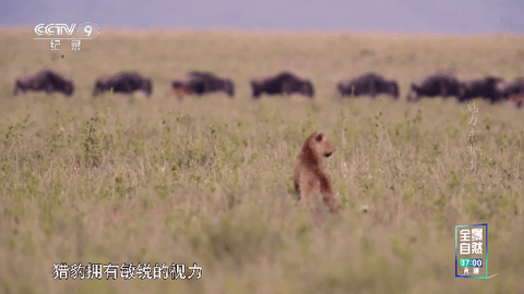 熊猫电视手机版