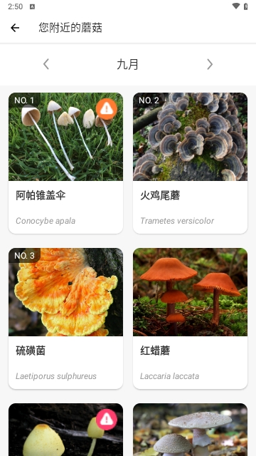 Picture Mushroom