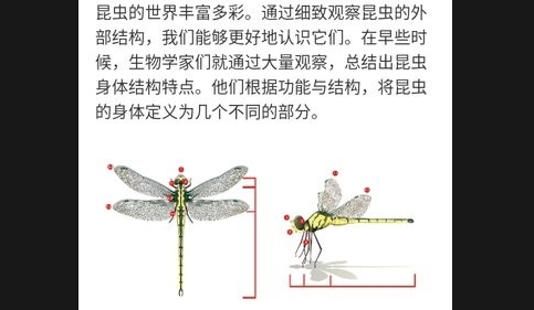 Picture Insect高级版