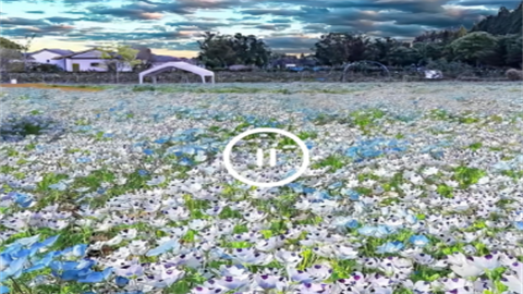 草榴视频无限制版