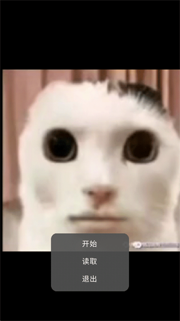 猫猫惊魂 (3)